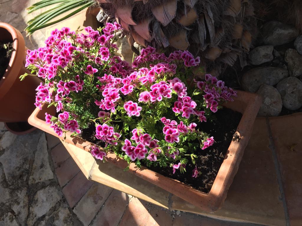 B&B Limone San Leone Dış mekan fotoğraf